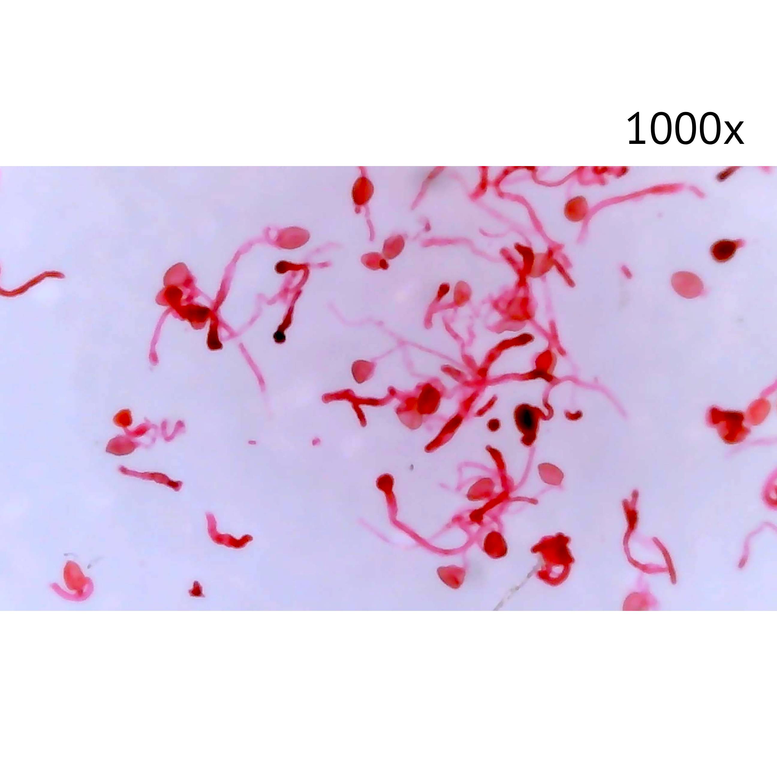 картинка Цифровой микроскоп МИКМЕД LCD 1000Х 2.0LB от магазина Ultra-mart