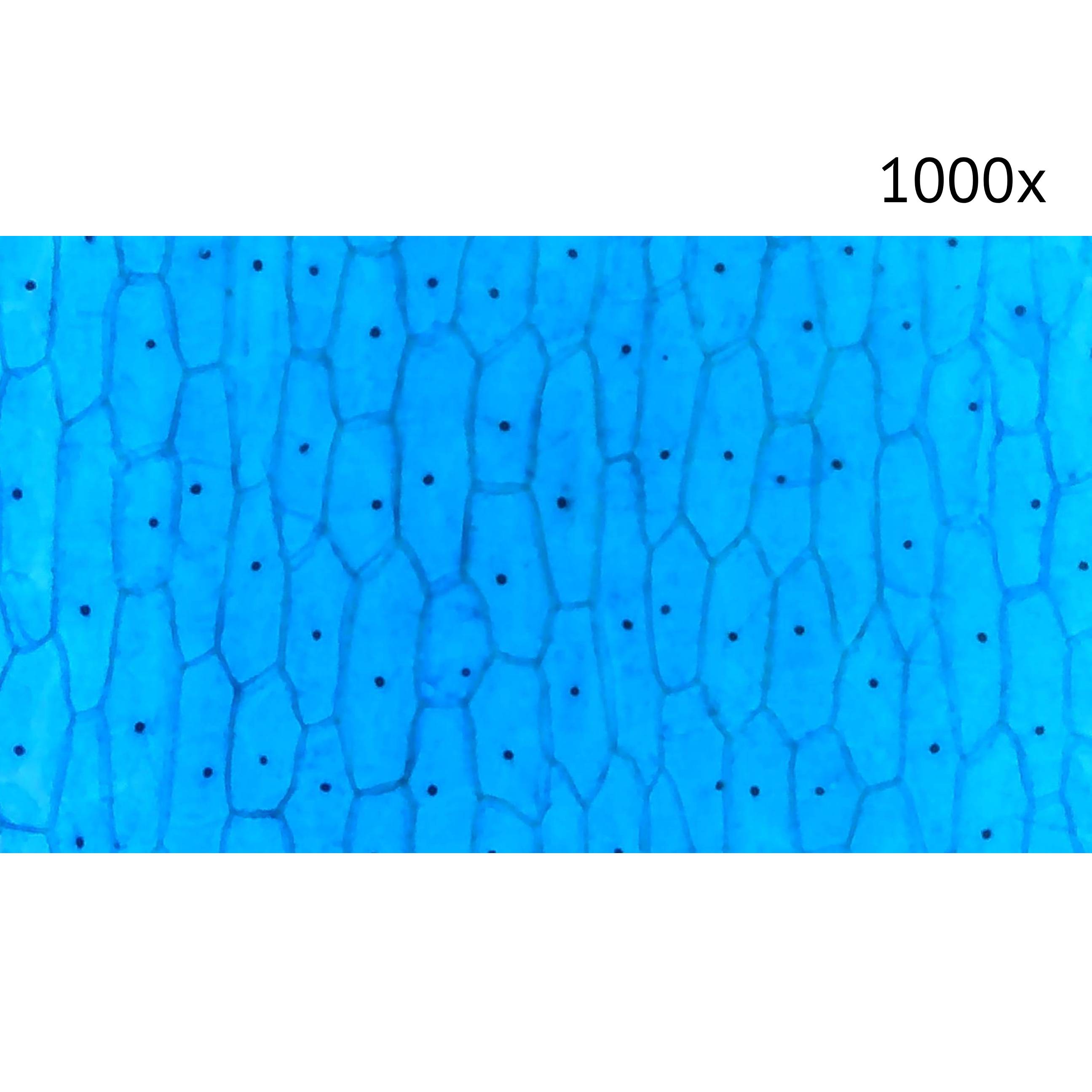 картинка Цифровой микроскоп МИКМЕД LCD 1000Х 2.0LB от магазина Ultra-mart