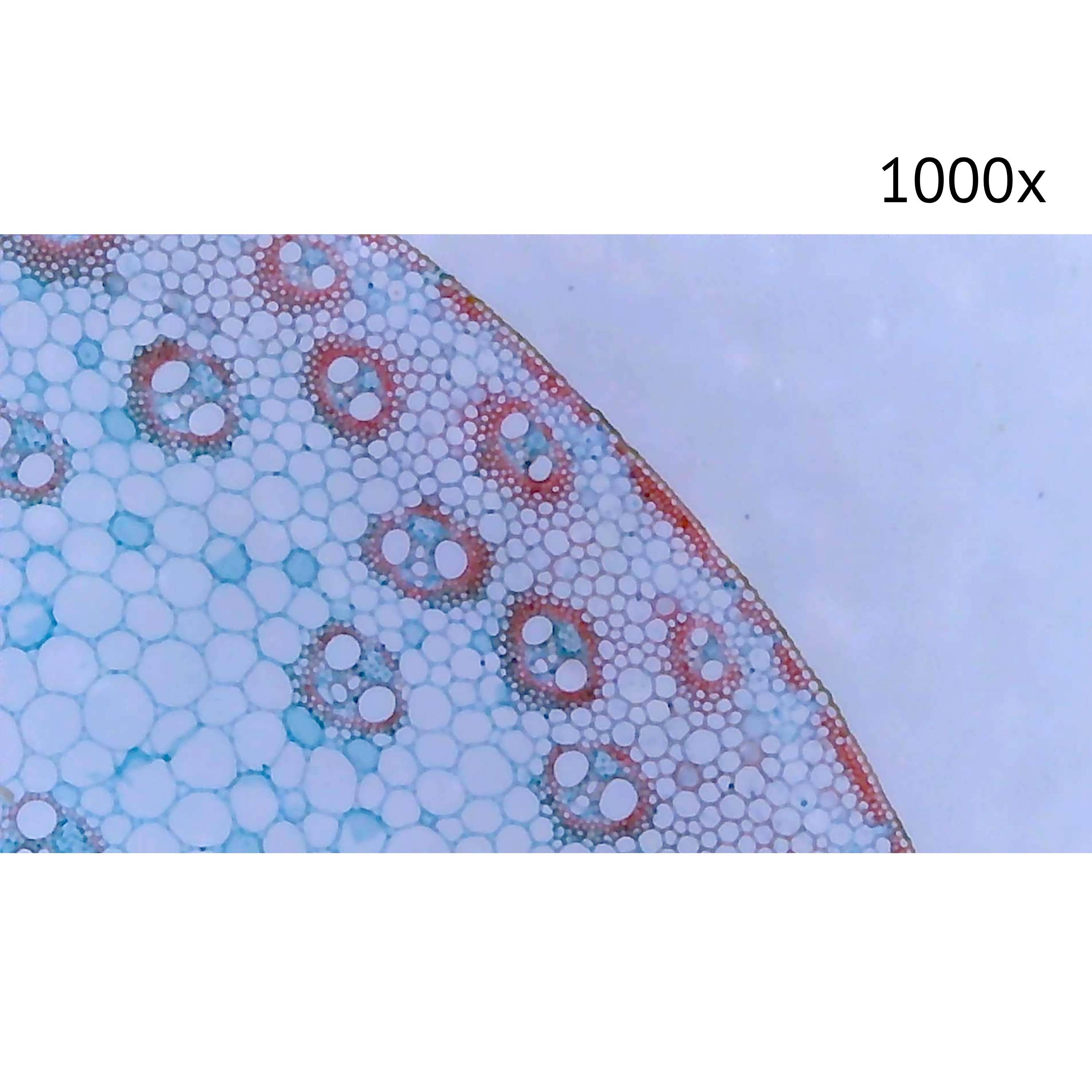 картинка Цифровой микроскоп МИКМЕД LCD 1000Х 2.0LB от магазина Ultra-mart